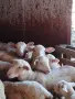 Свободни агнета и кочове , снимка 1