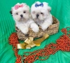 Ши тцу , снимка 2