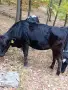 Юница на една година , снимка 4