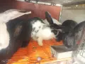 Зайци домашни различни видове, снимка 4