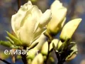 Магнолия - Magnolia НАЛИЧНИ 21 ВИДА Студоустoйчиви, снимка 7