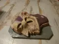Анатомичен макет, снимка 2