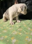 Американско були / American bully XL , снимка 5