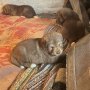 бебета каракачан - БОК българско овчарско куче -280 лв за женско  кученце  родени на 14,01,24г  дава