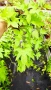Ипомея Батат, два различни зелени сорта!, снимка 11