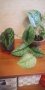 Сциндапсус екзотика/Scindapsus exotica, Silvery Ann Pothos? /, снимка 1 - Стайни растения - 42868087