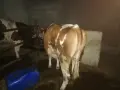 Крава на първо теле., снимка 3