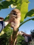 Мъжки Померан на 3 месеца. Реални снимки!, снимка 9