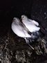 Продавам гълъби бемкалий палбелий поморийски пазарджишки млади бели гълъби за свадба, снимка 5