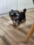 Йоркширски териер момиче, снимка 4