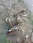 Подарявам малки кученца, снимка 3