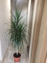 Спатифилум (Женско щастие), Драцена, Хлорофитум, , снимка 3