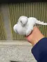 Шуменски гълъби, снимка 5