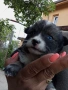 подарявам кученца, снимка 2