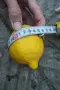 Млади лимонови дръвчета лимон , снимка 15