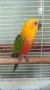Папагали - разнообразие, снимка 3