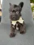 Floodle Frenchie, снимка 3