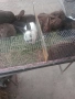 продавам подрастващи зайци, снимка 2