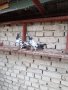 Продавам пакистански гълъби, снимка 13