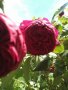 Резници червена сортова роза, снимка 2