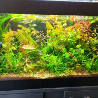 Растения за аквариум и езеро , имам излишни стартирани аквариуми., снимка 3 - Други - 40840532