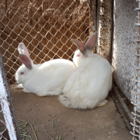 Продавам зайчета на 3 месеца, снимка 4 - Други животни - 44808553