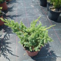 Стелеща Хвойна Шлагер,  Juniperus conferta Schlager, снимка 4 - Градински цветя и растения - 39228677