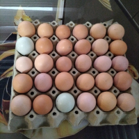 Яйца , снимка 5 - Кокошки и пуйки - 44566609