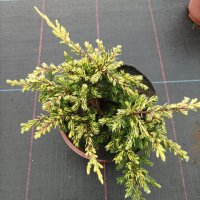 Хвойна Голдшатс, Juniperus Goldschats, студоустойчива!!, снимка 3 - Градински цветя и растения - 38563034