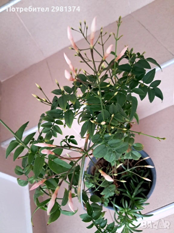 Жасмин(Ароматен), снимка 1