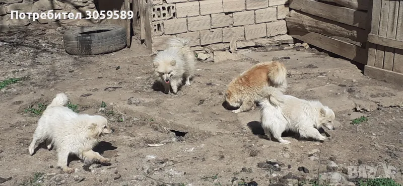 Мини шпиц 5 кучета, снимка 1