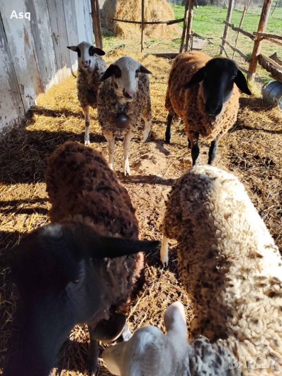 Шилета, снимка 1