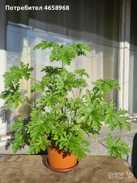 Продавам индрише, снимка 1