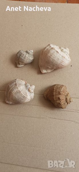 Раковини от рапани , снимка 1