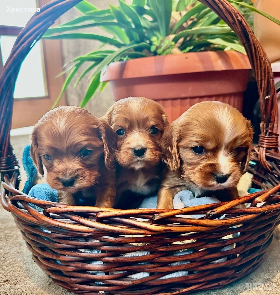 Кученца на два месеца Кавалер и Кокер, снимка 1