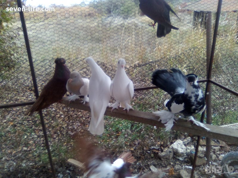 Продавам чистокръвни гълъби различни породи, снимка 1