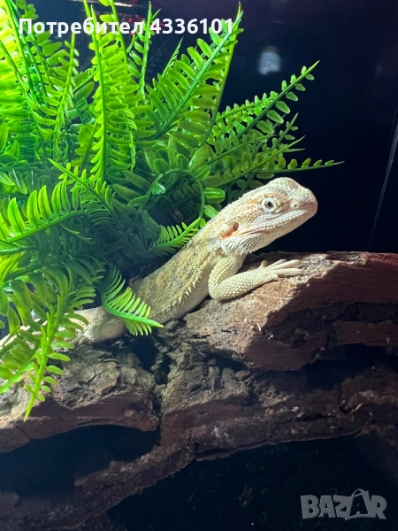 🦎 Продавам брадата агама – укротен малък дракон, готов за нов дом! 🐉, снимка 1