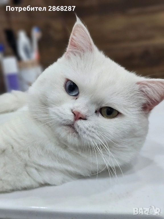 британец за разплод, снимка 1