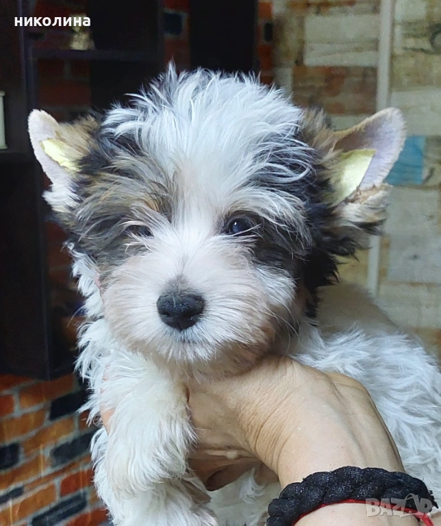 Продавам Йоркширски териер , снимка 1