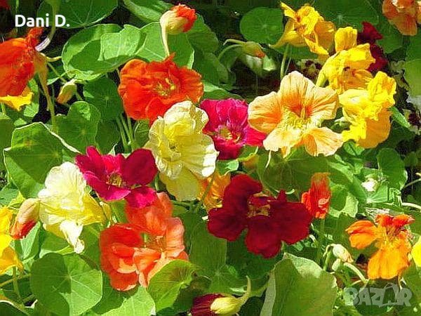 семена на латинка микс, снимка 1