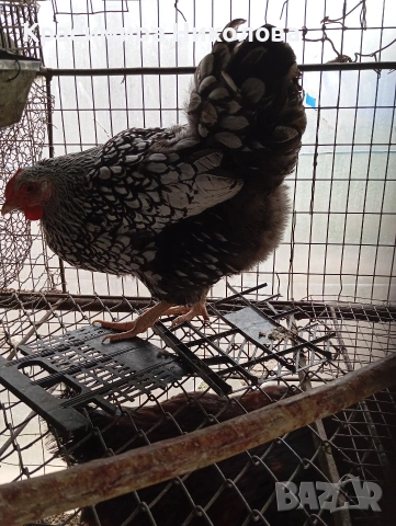 Двойка сребърен виандот, снимка 6 - Кокошки и пуйки - 53918526