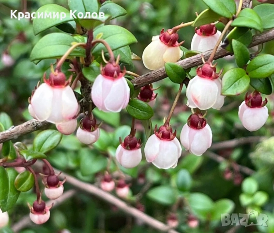 Ягодова мирта, чилийска гуава, Ugni molinae, растения плододаващи, екзотични, снимка 4 - Градински цветя и растения - 52516873