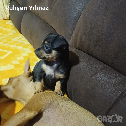 продавам 2 броя Пинчери 3 женски 1мъжко . На 40 дена са чакат новите си стопани , снимка 4 - Други - 53098096