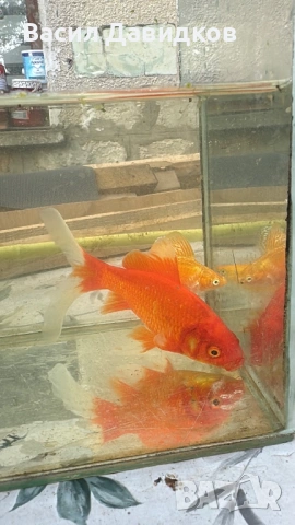 Златни риби принцеси Комети имам различни размери , снимка 11 - Рибки - 45372844