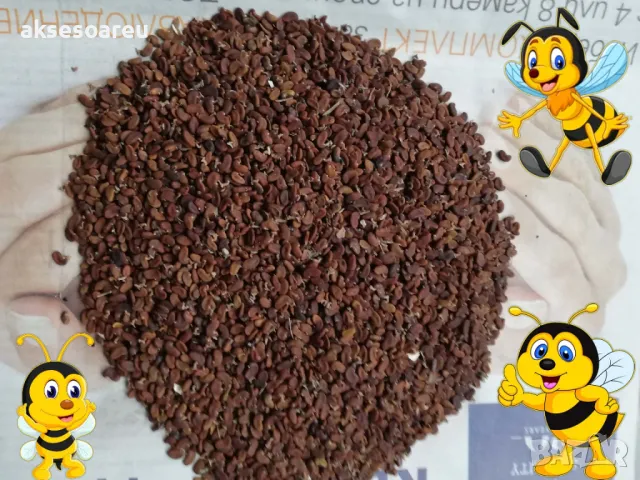 Продавам 400 висококачествени семена от бързо растяща Бяла медоносна акация Бял облагороден салкъм , снимка 3 - Сортови семена и луковици - 49258986