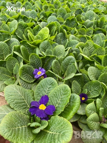 Иглика ( примула ) ТОП ЦЕНА, снимка 13 - Градински цветя и растения - 53356989