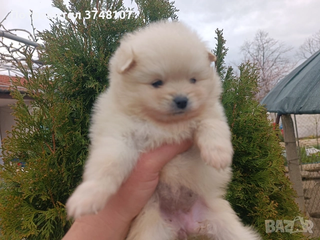 Померан / Померани , снимка 12 - Померан - 54029381