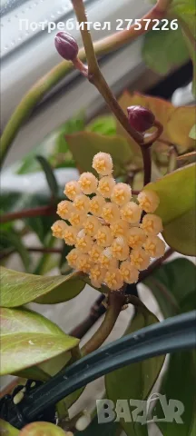 Hoya sunrise,хоя сънрайз 