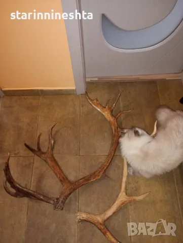 СССР Ретро Винтидж големи стари рога рог елен лос трофей , снимка 5 - Антикварни и старинни предмети - 48664548