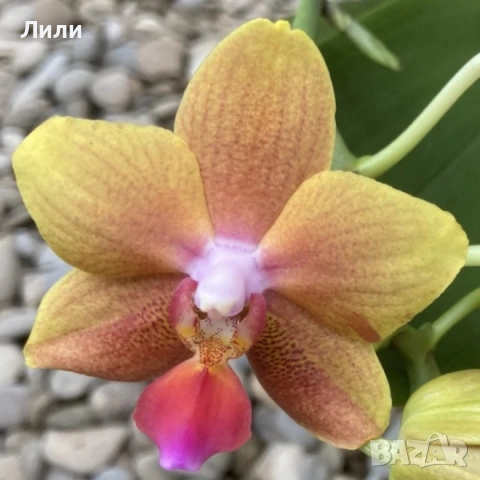 Ароматма орхидея фаленопсис Table Naranja, снимка 3 - Стайни растения - 53934439